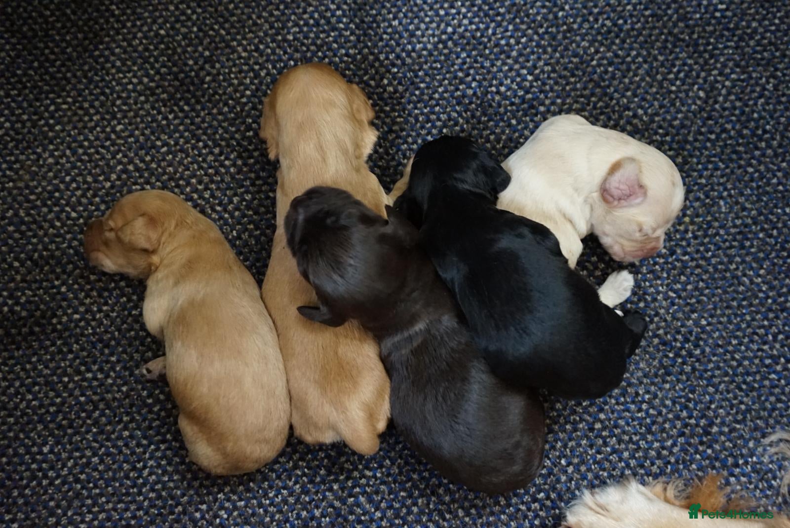 Cocker Spaniel dogs for sale: Cocker Spaniel puppies in Diss - Advert 6