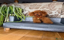 Toy Poodle dogs for sale: Asian micro poodle Boy - Image 5