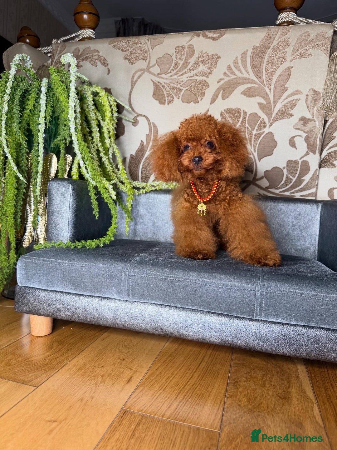 Toy Poodle dogs for sale: Asian micro poodle Boy - Image 5