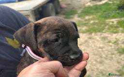 Jack Russell dogs for sale: Blue & Black Brindle Jack Russells - Image 14