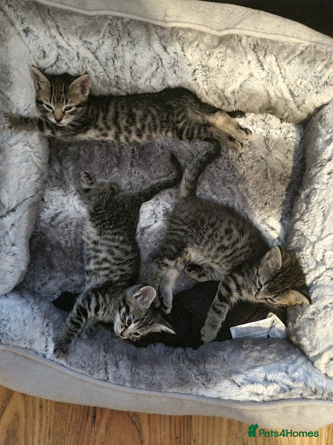 Mixed Breed cats for sale: 3 beautiful kittens for sale - Image 6