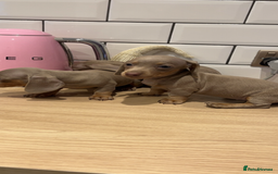 Miniature Dachshund dogs for sale: Miniature dachshund  - Image 9