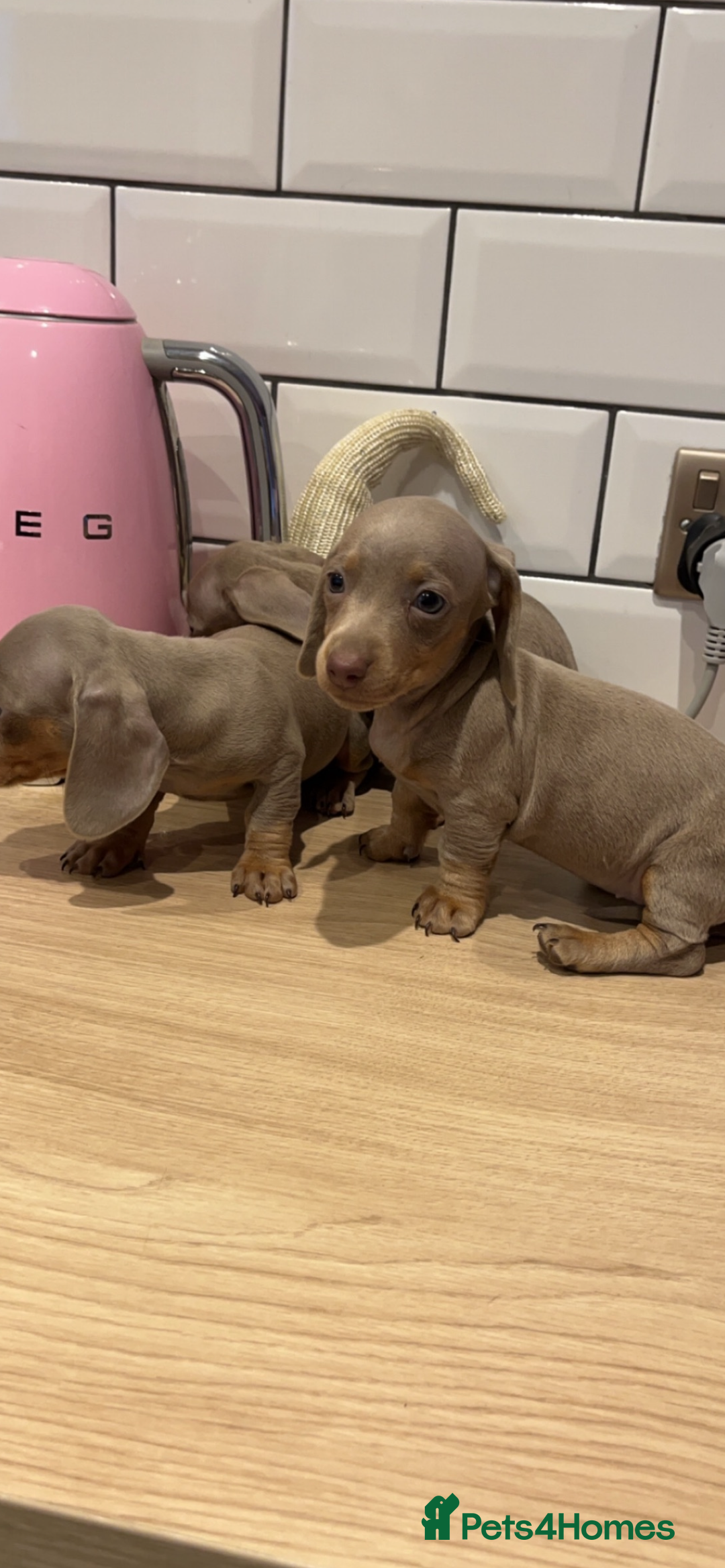 Miniature Dachshund dogs for sale: Miniature dachshund  - Image 9