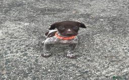 German Shorthaired Pointer dogs for sale: 3boys 3girls left ‼️Stunning Litter of GSP puppies - Image 19
