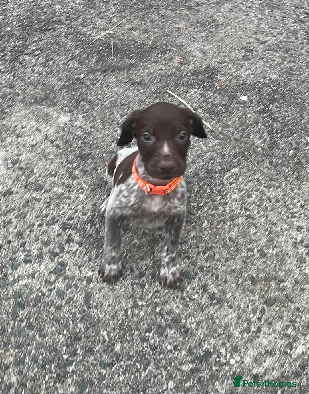 German Shorthaired Pointer dogs for sale: 3boys 3girls left ‼️Stunning Litter of GSP puppies - Image 19