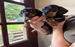 Miniature Dachshund dogs for sale: 2 miniature black and tan dachshund for sale  - Image 1