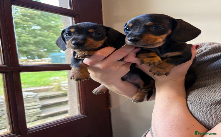 Miniature Dachshund dogs - Advert 6