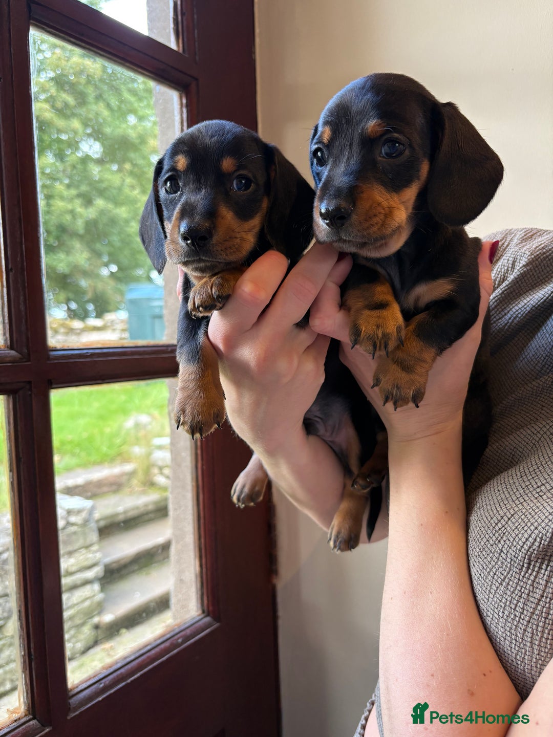 Miniature Dachshund dogs for sale: 2 miniature black and tan dachshund for sale  - Image 1