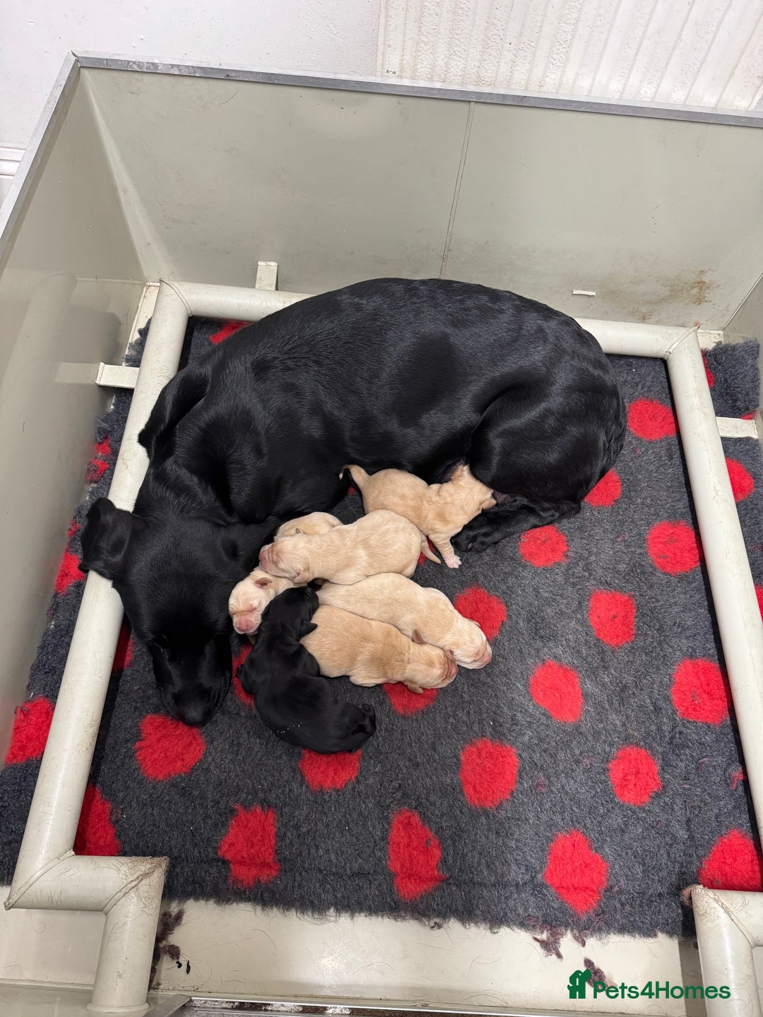 Labrador Retriever dogs for sale: Beautiful Labrador Puppies  - Advert 10