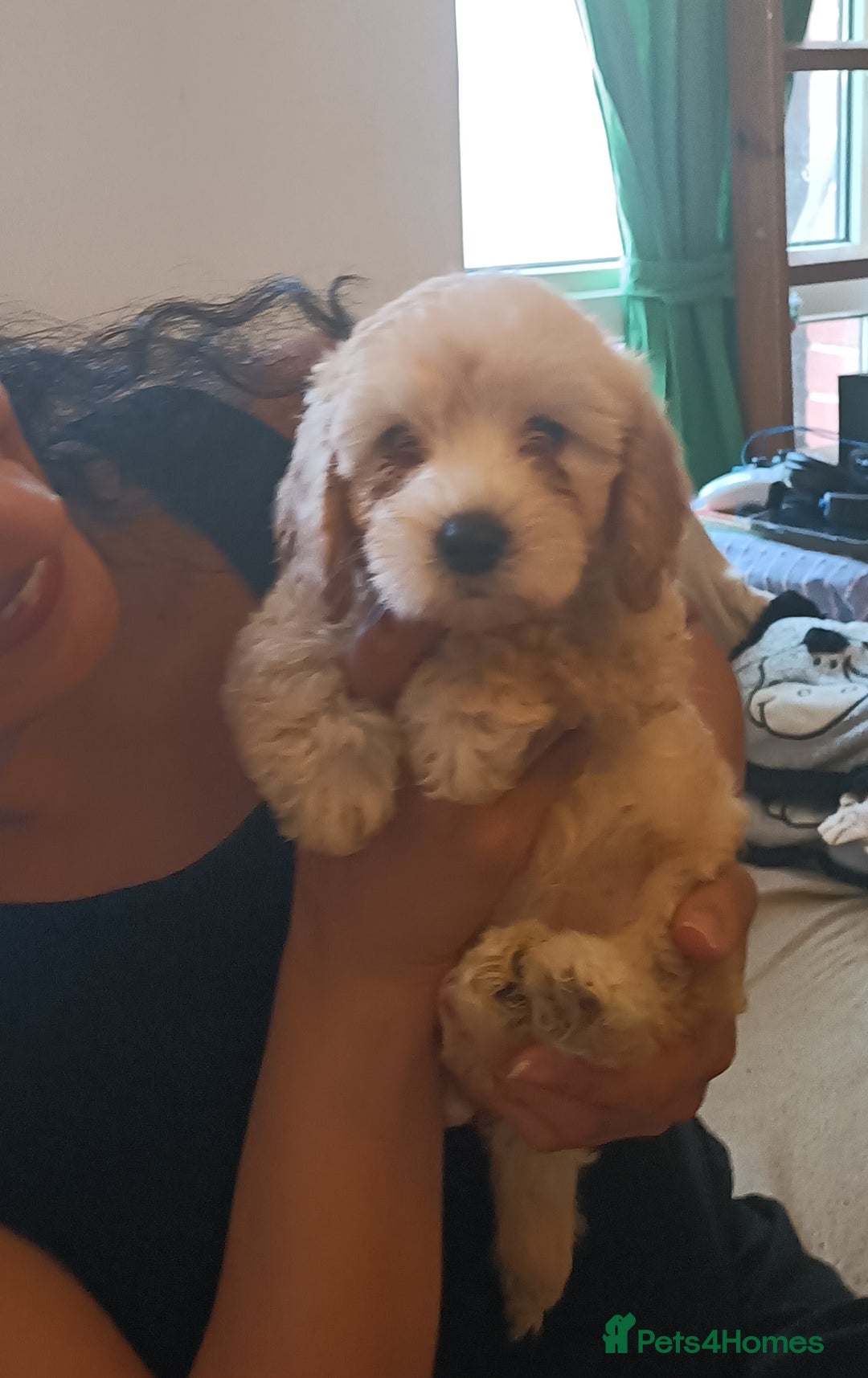 Maltipoo dogs for sale: Beautiful teddy bear Maltipoo puppies  - Image 4