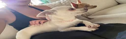 Chihuahua dogs for sale: 6 month old chihuahua puppy’s  - Advert 11