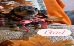 Dachshund dogs for sale: Beautiful dachshund puppies  - Image 17