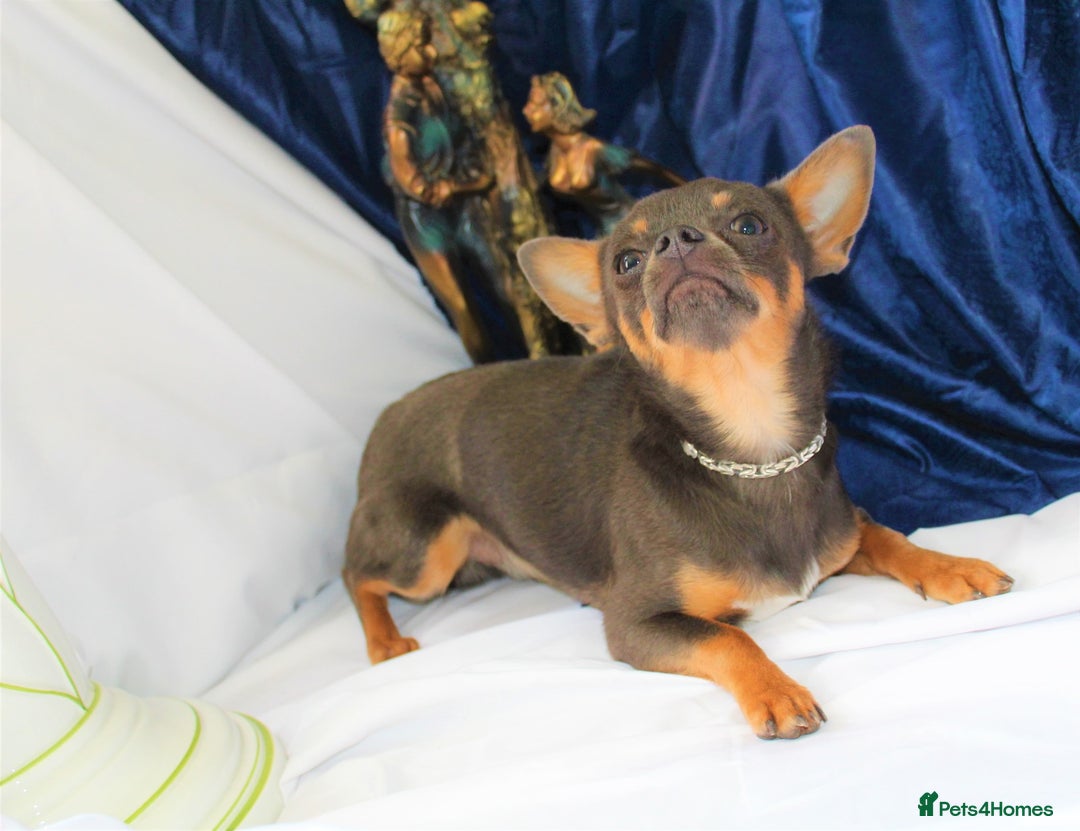 Chihuahua dogs for sale: Best quality Pedigree Puppies KC  - Image 18