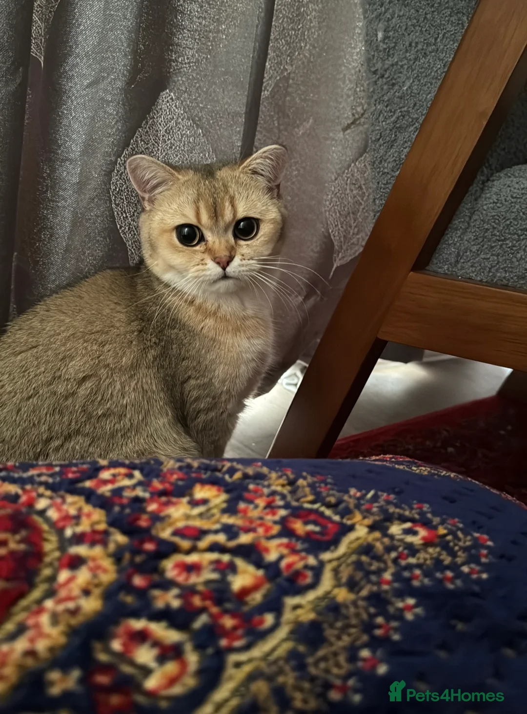 British Shorthair cats for sale: 🐾Beautiful Young Cats Seeking Their Forever Homes - Advert 4