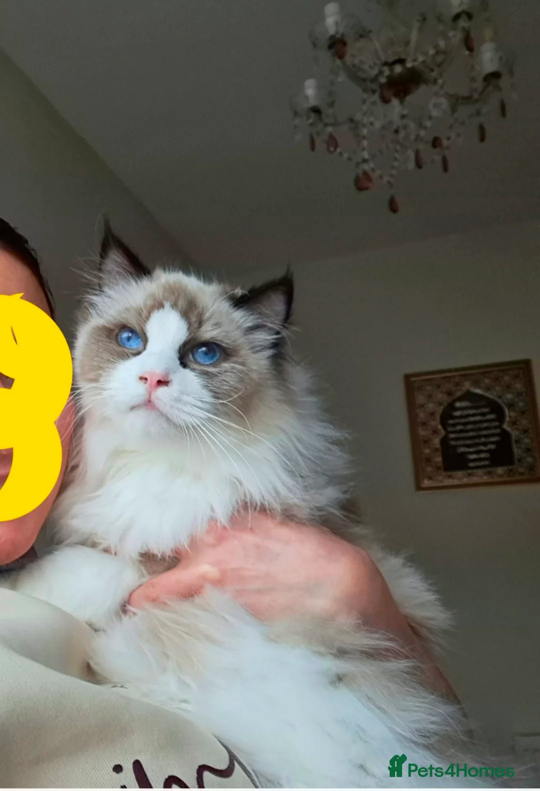 Ragdoll cats for sale: Premium Seal Bicolour  Ragdoll Boys 💖💖💖 - Advert 27
