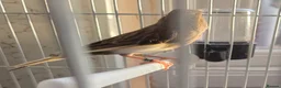 Canaries birds for sale: 1 Hen canary  - Advert 3