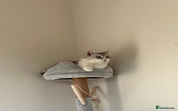 British Shorthair cats for sale: British Short Hair - Image 7