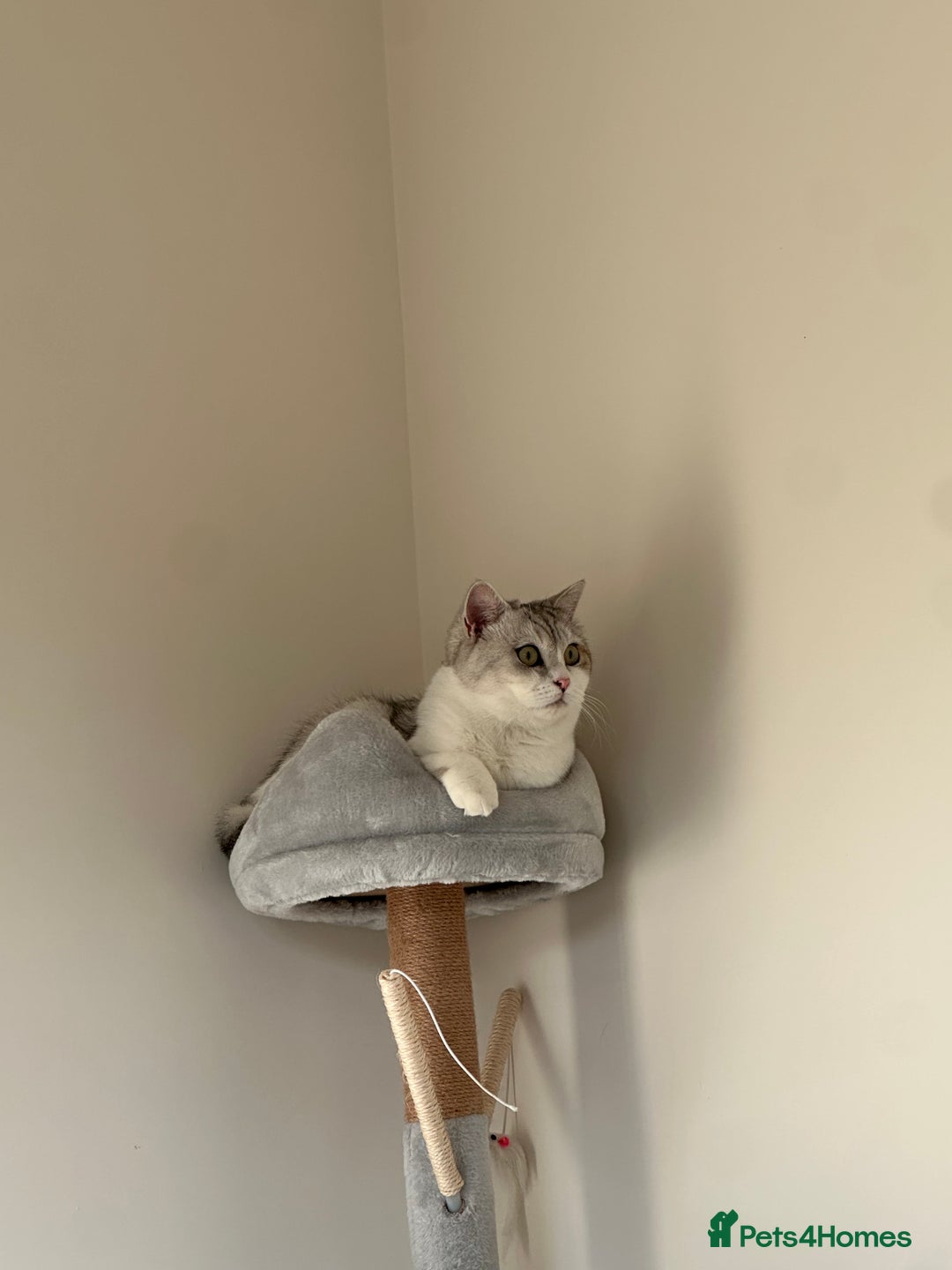 British Shorthair cats for sale: British Short Hair - Image 7
