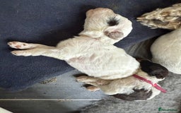 Labradoodle dogs for sale: Therapy breeder 5th gen miniature F1bbbb - Image 21