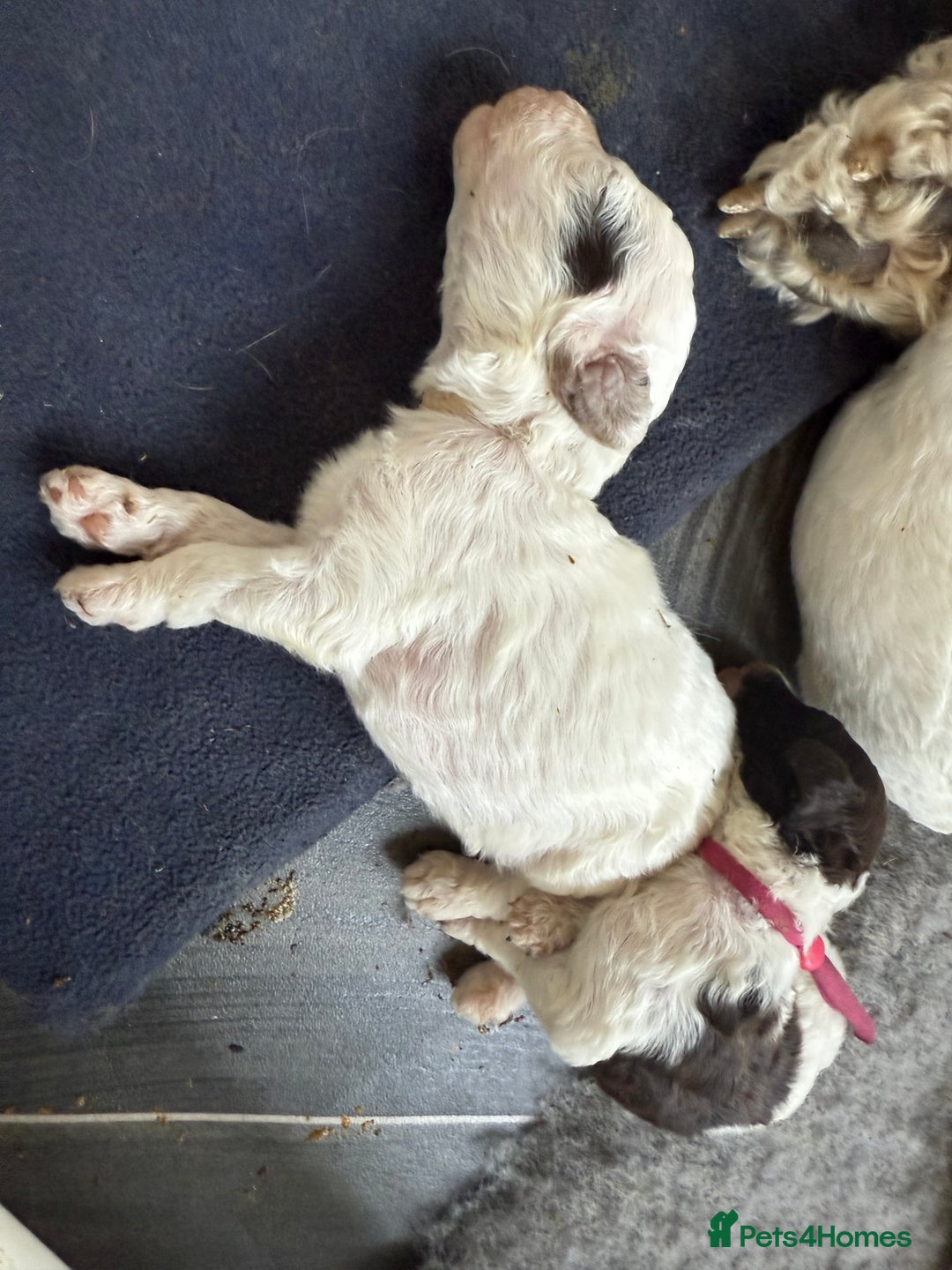 Labradoodle dogs for sale: Therapy breeder 5th gen miniature F1bbbb - Image 21