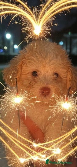 Cavapoo dogs Stunning  tiny toy cavapoos READY NOW 🐾♥️🐾 - Advert 2