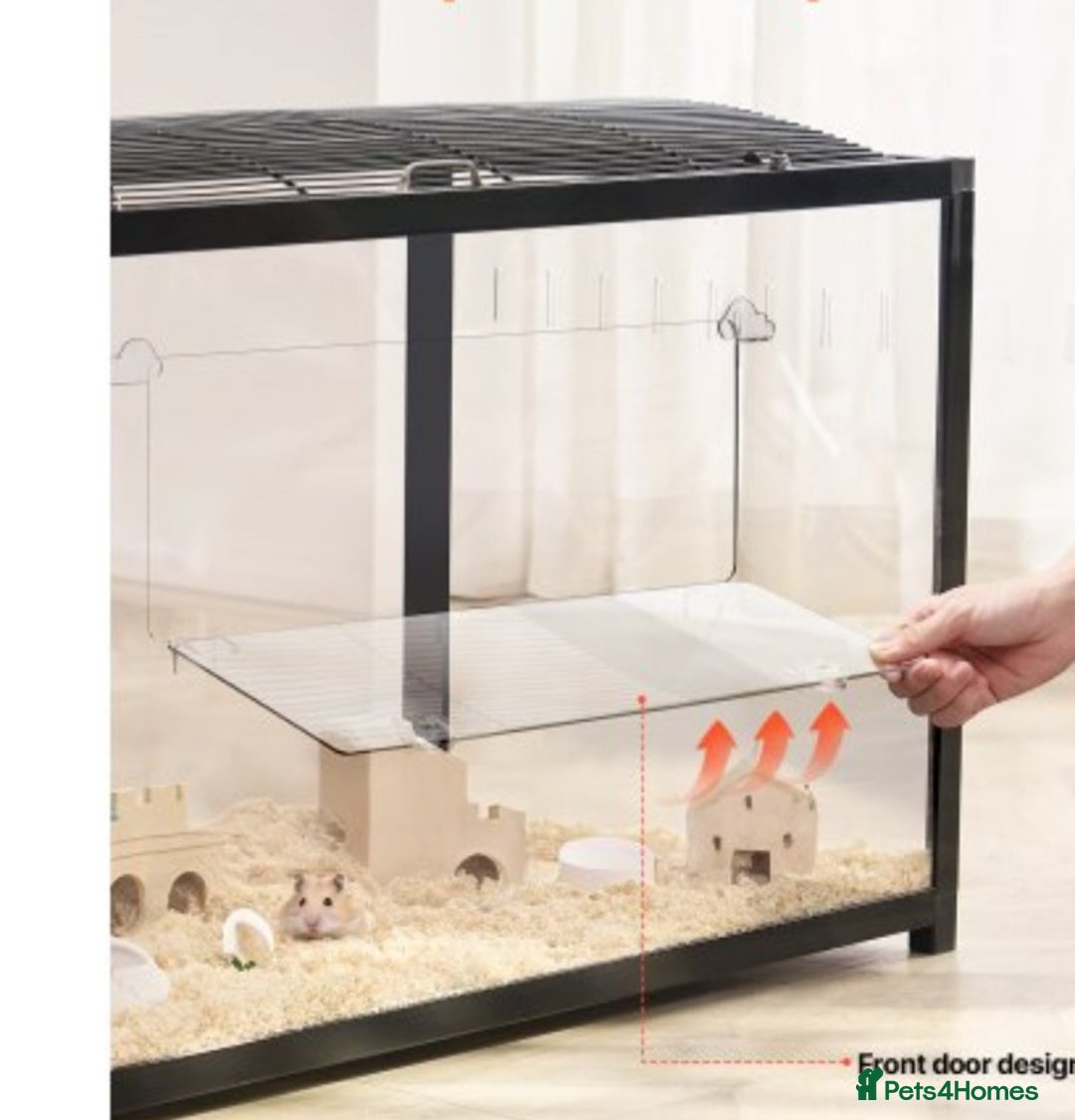 Hamster rodents for sale: Syrian Hamster - Advert 9