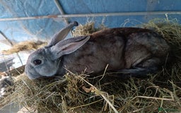 Rex rabbits for sale: Rex, lop, newzeland whites and more  - Image 6