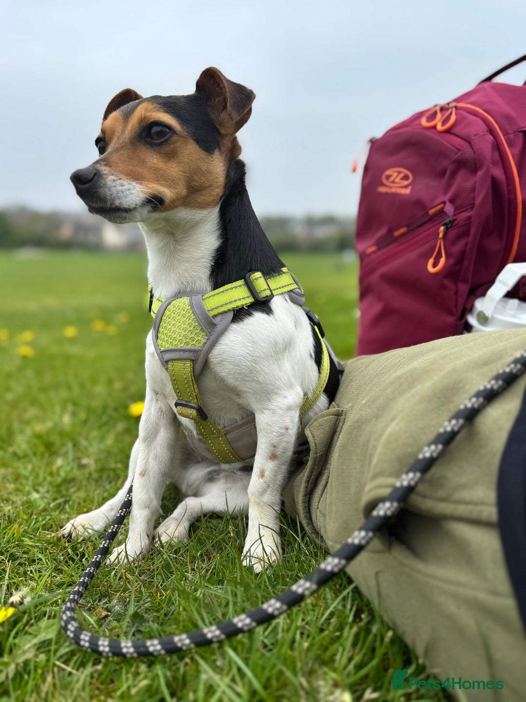 Jack Russell dogs for sale: 2yr old JRT **PLEASE read description** - Image 18