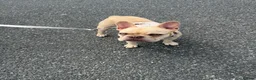 French Bulldog dogs for sale: 7month old french bulldog puppy in Aberdeen - Advert 8