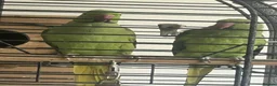 Ringnecks birds for sale: Ringnecks pair proven in Dewsbury - Advert 4