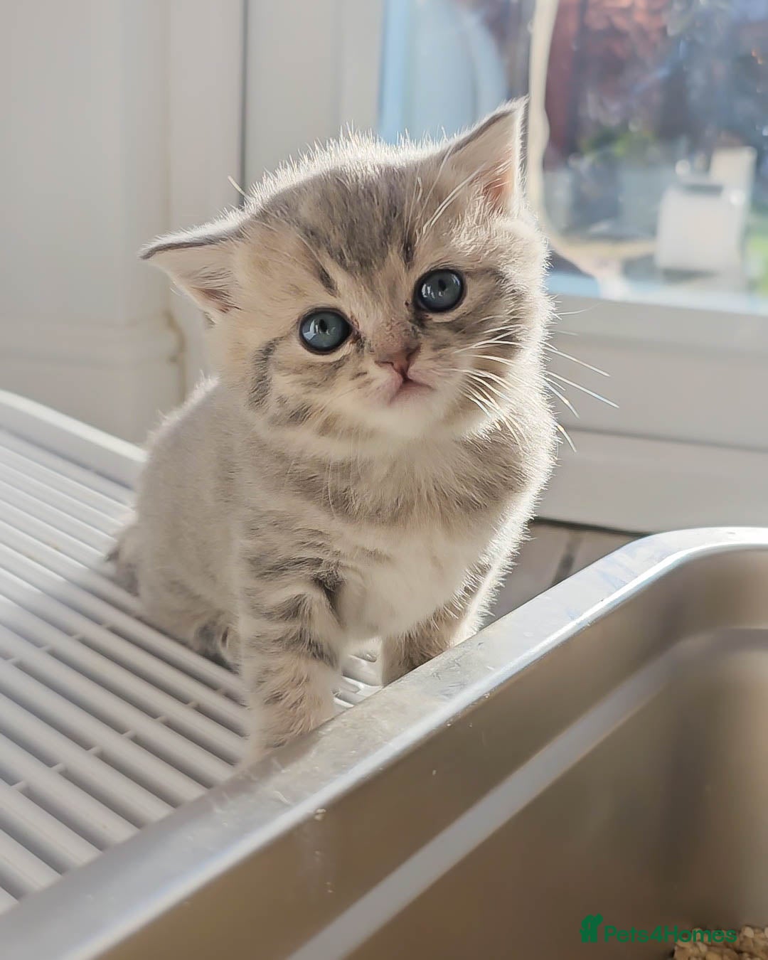 British Shorthair cats Adorable Kittens Ready For New Home - Advert 1