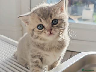 British Shorthair cats Adorable Kittens Ready For New Home - Advert 3