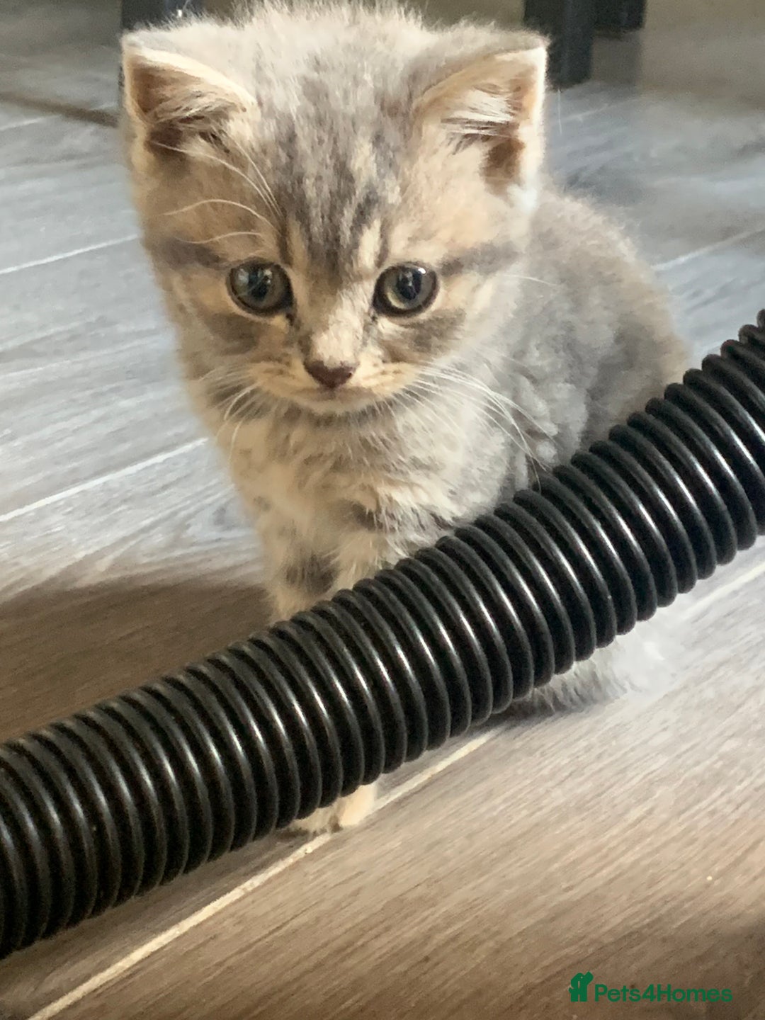 British Shorthair cats for sale: British shorthair kittens  - Image 3