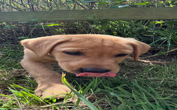 Labrador Retriever dogs for sale: Stunning Fox Red Labrador Puppies - Image 9