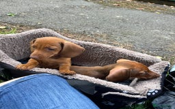Dachshund dogs for sale: Beautiful puppies of standard dachshund  - Image 25