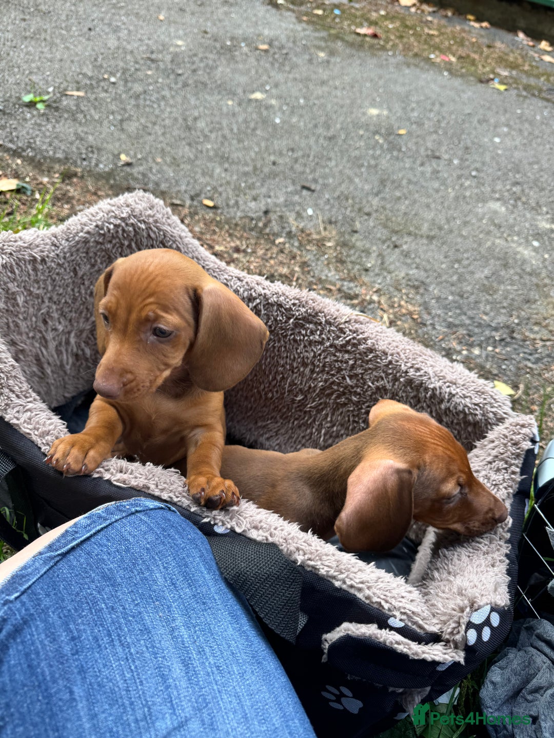 Dachshund dogs for sale: Beautiful puppies of standard dachshund  - Image 25