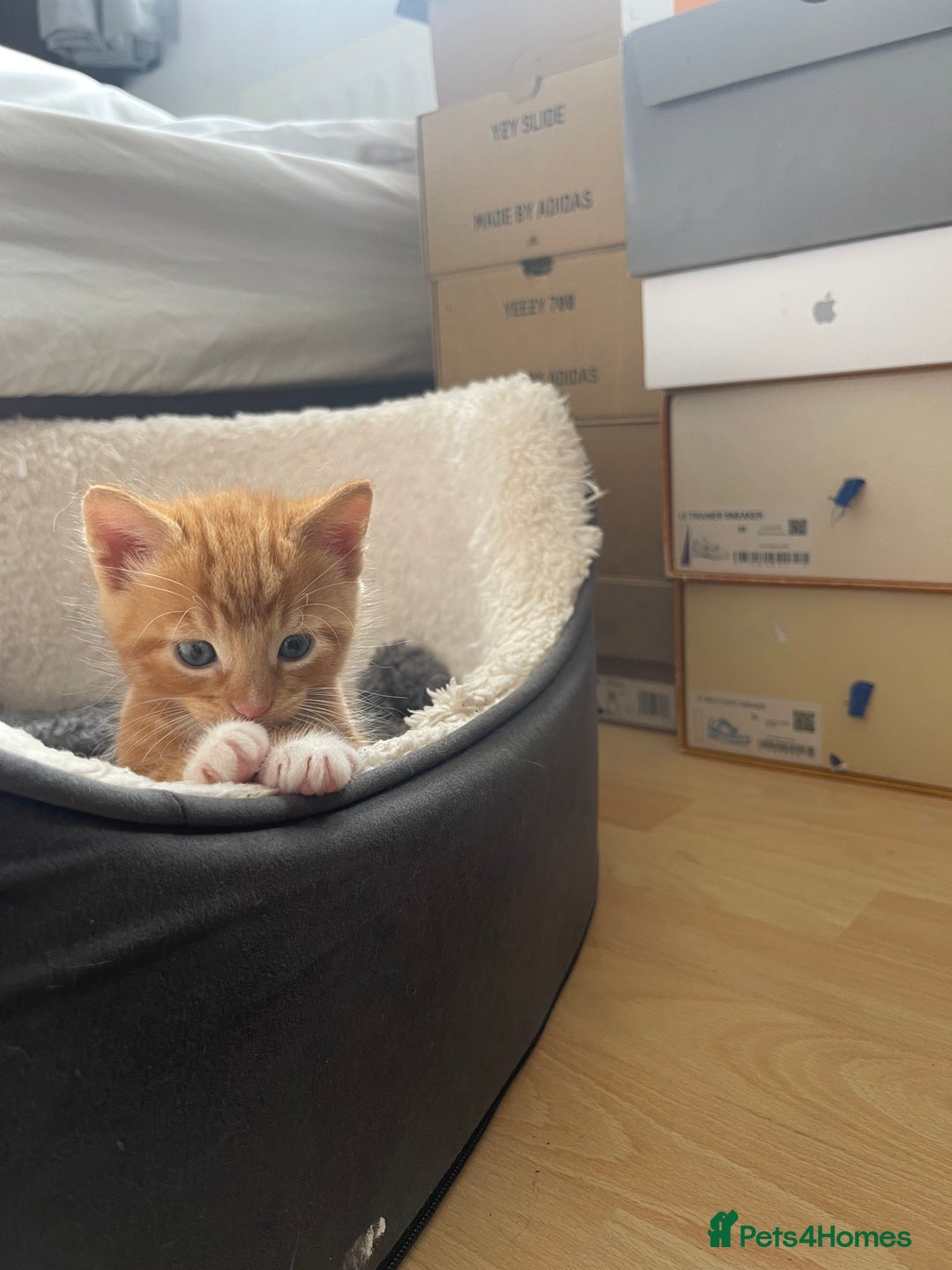 American Shorthair cats for sale: 4 male kittens for sale! - Image 12