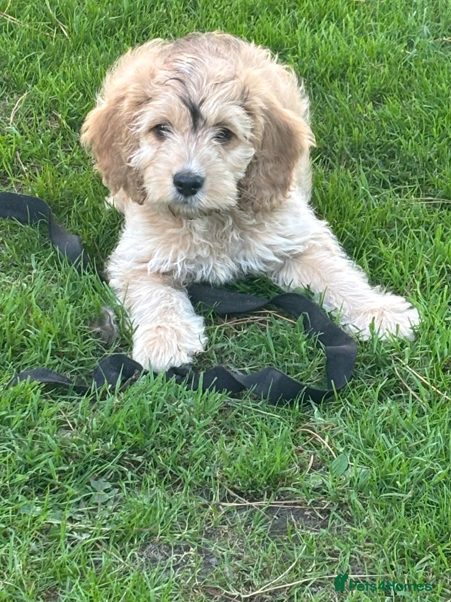 Cockapoo dogs 2 Gorgeous Little Boys Still Available  - Advert 2