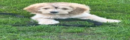 Cockapoo dogs for sale: Beautiful Cockerpoos 🐶 2 still available  - Advert 2