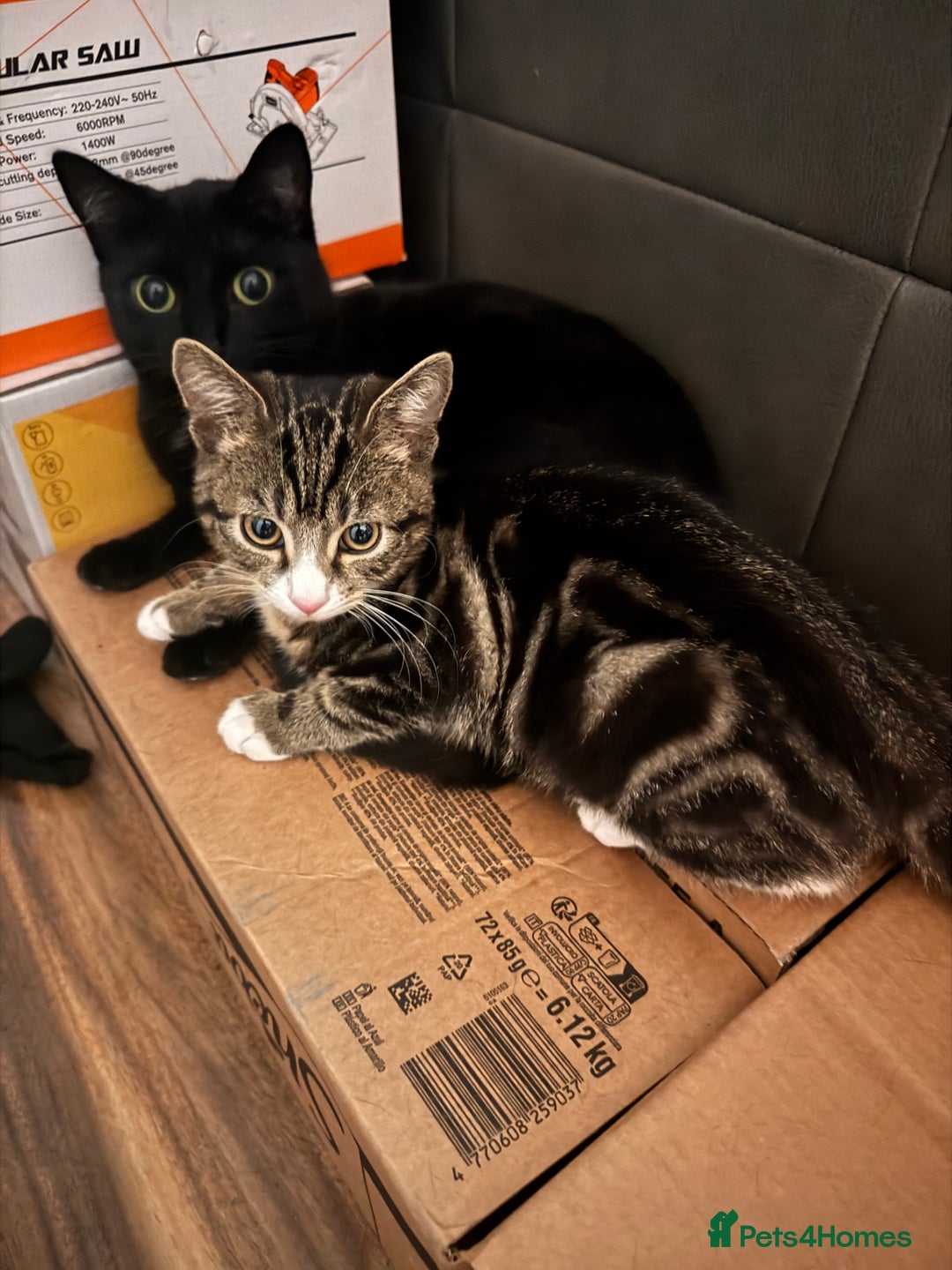 Mixed Breed cats for sale: Cats in Need of Loving Homes – Free If adopted - Advert 2