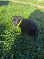 Mixed Breed dogs - Advert 5