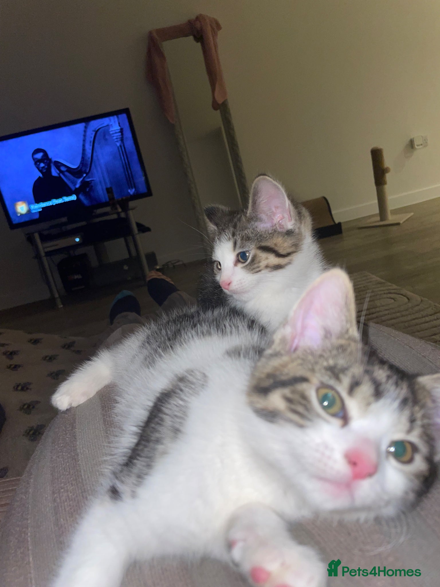British Shorthair cats Two white and grey kittens  - Advert 1