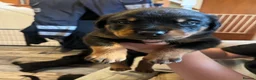 Rottweiler dogs for sale: Beautiful Rottweiler puppies  in Mablethorpe - Advert 10