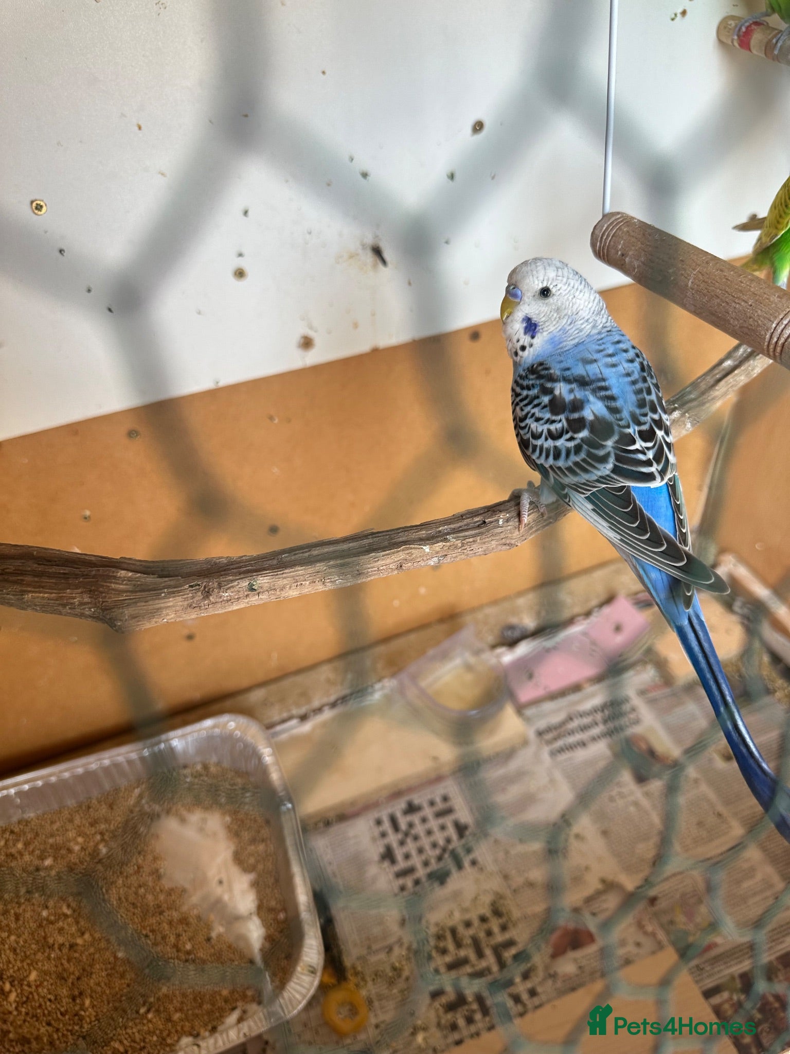 Budgerigars birds Lovely male budgies  - Advert 2