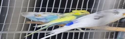 Budgerigars birds for sale: Hogoromo Pied budgies  - Advert 4