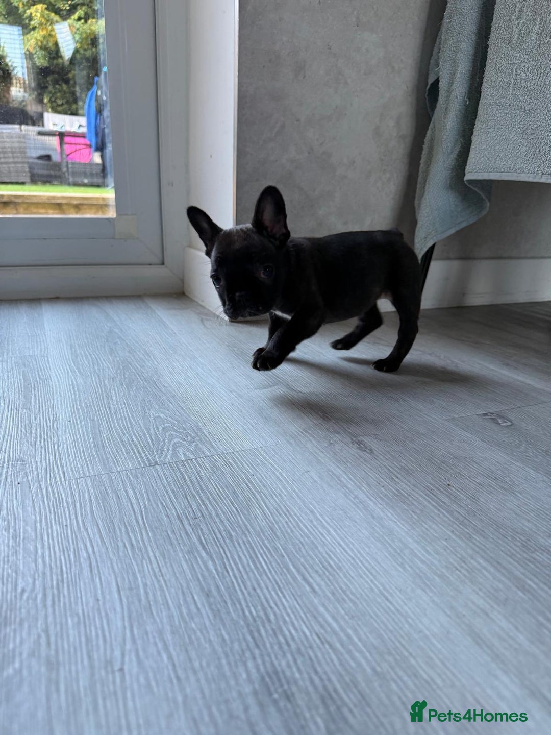 French Bulldog dogs for sale: French bulldog - Image 28