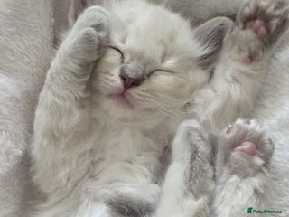 Ragdoll cats ✨RARE ALL LILAC LITTER GCCF&TICA Ragdoll Kittens✨ - Advert 4