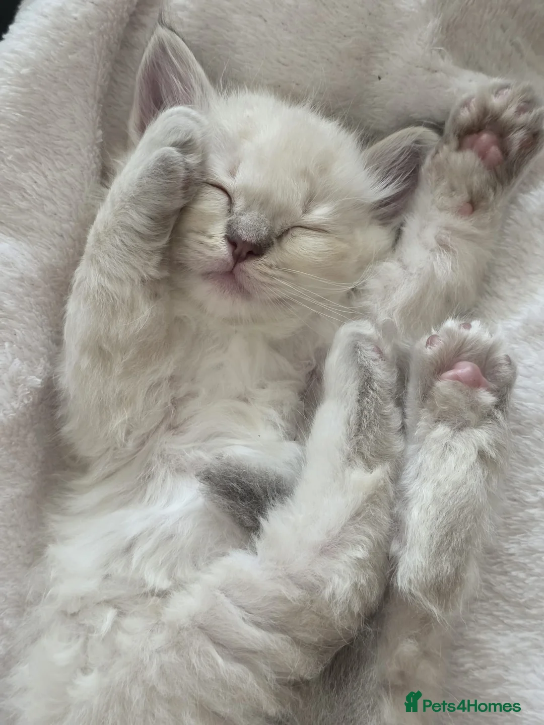 Ragdoll cats for sale: ✨ ONE LILAC LEFT | LILAC LITTER GCCF&TICA✨ - Advert 1