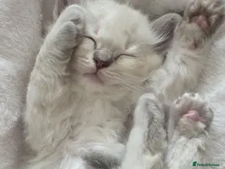 Ragdoll cats ✨RARE LILAC LITTER GCCF&TICA Ragdoll Kittens✨ - Advert 10