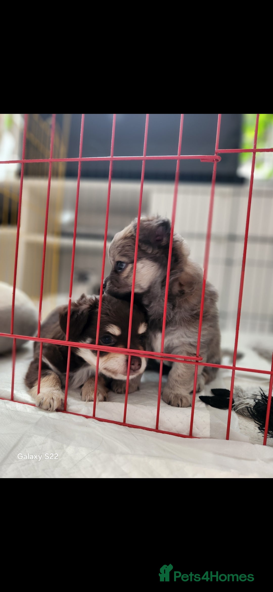 Chihuahua dogs for sale: Adorable Chihuahua Boy Puppies – Ready Soon - Image 3